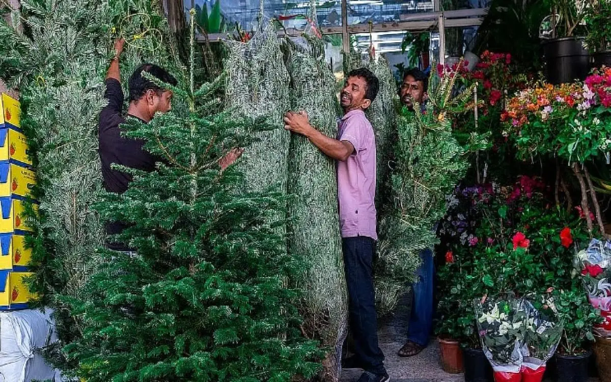 ديسمبر برائحة الصنوبر.. كيف تسافر أشجار الميلاد إلى دبي؟